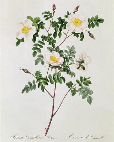 Rosa Candolleana Elegans by Pierre Joseph Redouté